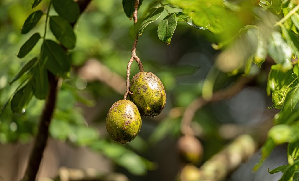 Como plantar e cultivar cajá e os benefícios dessa fruta