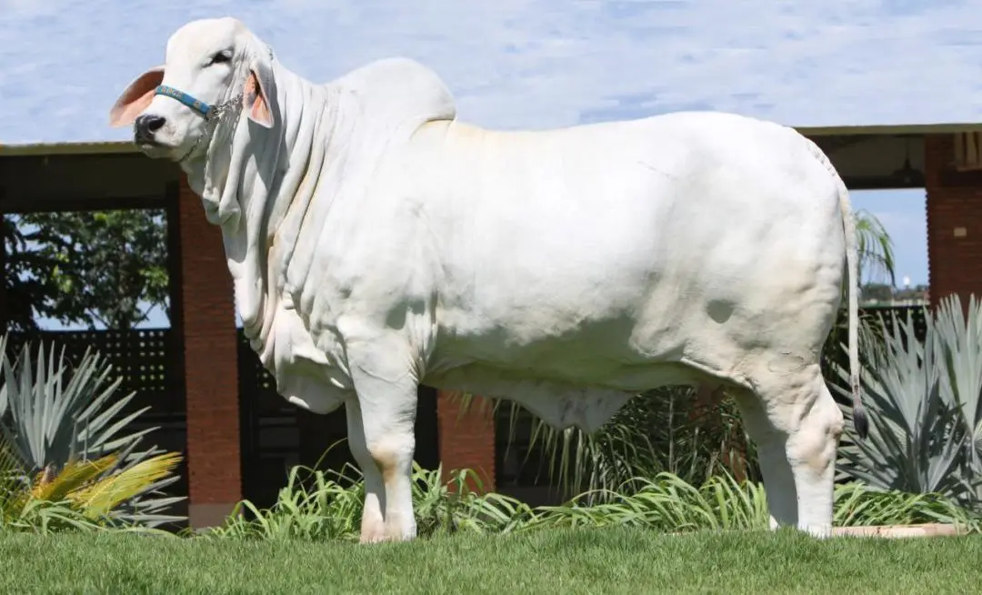 Exemplar de animal da raça Tabapuã