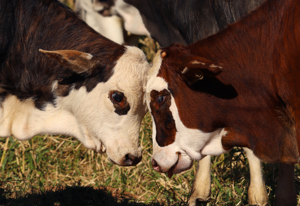 Dois animais da raça Braford com cabeças juntas, com destaque para a área dos olhos bem pigmentada.