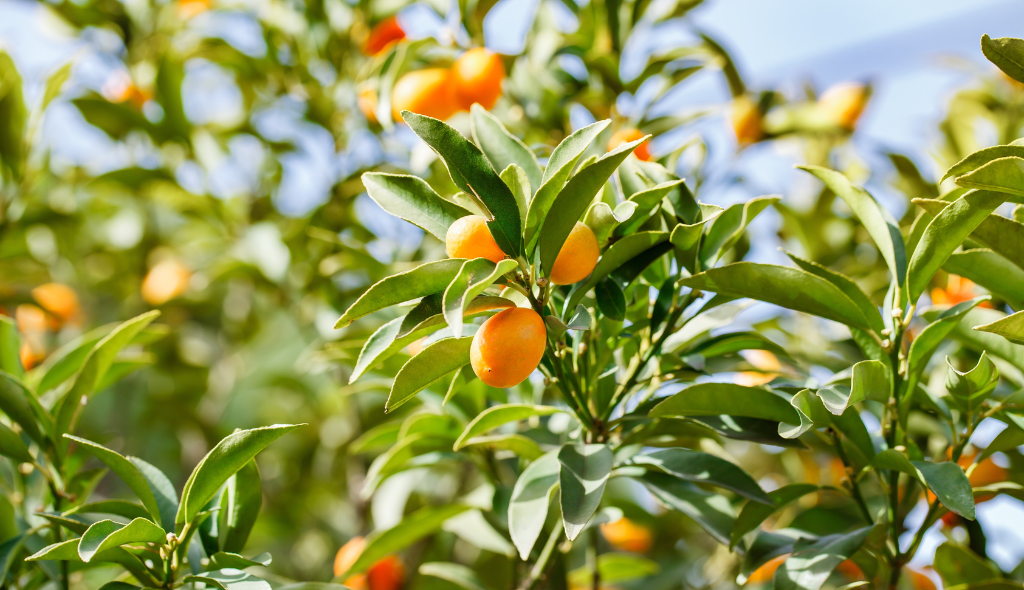 Galhos de kinkan com folhas verdes e frutos de cor amarelo-alaranjada.
