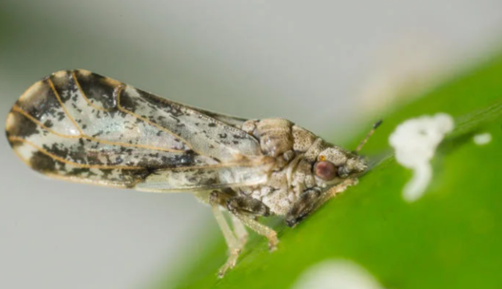 Inseto psilídio, transmissor de bactérias Cadidatus Liberibacter. É um inseto de 2 a 3 mm de comprimento, com coloração castanho-amarelada e pernas castanho-esverdeadas.