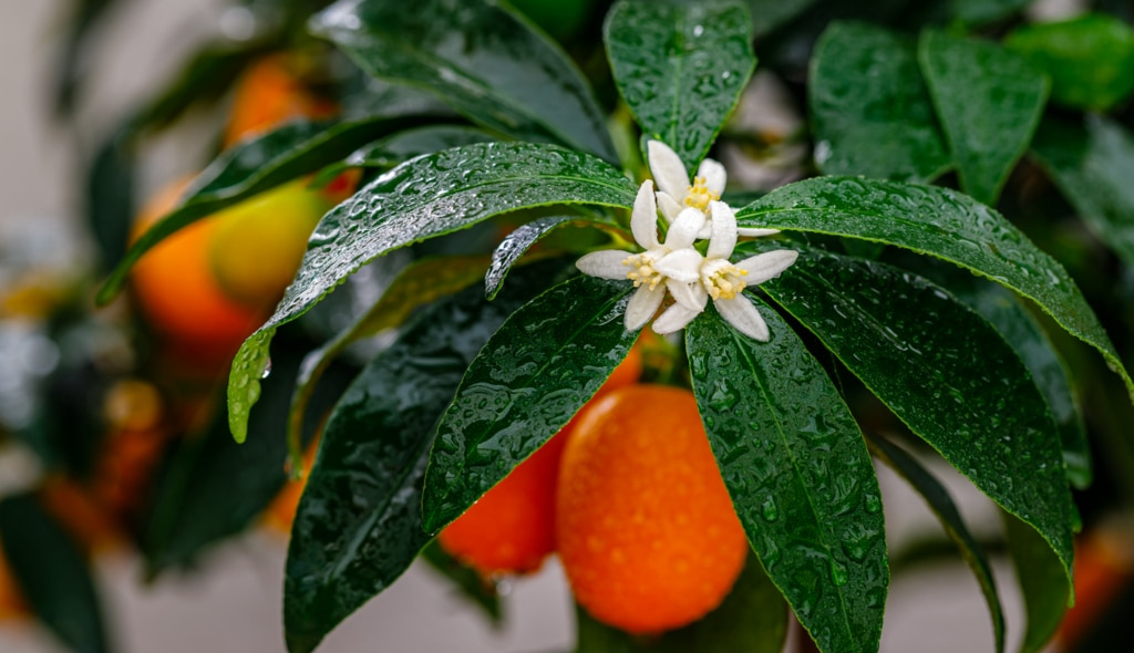 Flores da árvore de kinkan em galhos com folhas verdes e frutos ao fundo. As flores são brancas e os frutos são de cor alaranjada.