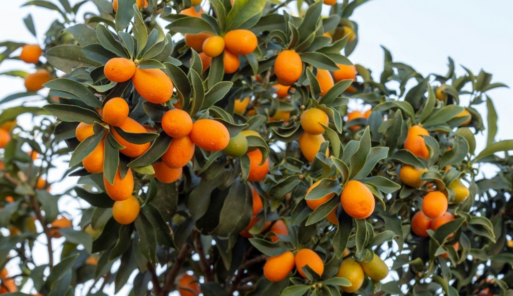 Galhos verdes com frutas de cor laranja e formato oval, denominadas laranja kinkan.