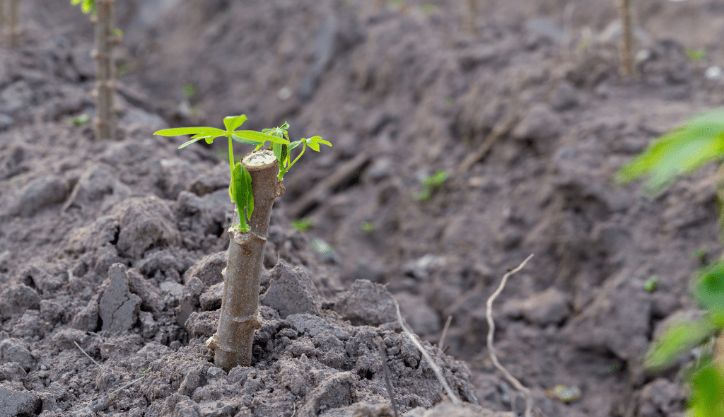 Maniva de mandioca plantada com algumas folhas verdes.