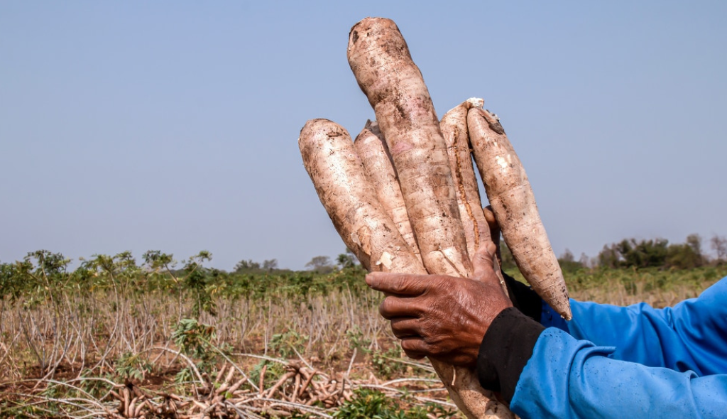 Homem segurando mandiocas em frente  à plantação de mandioca.