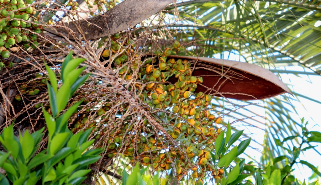 Cacho de frutos de butiazeiro começando a amadurecer e folhas verdes ao redor.