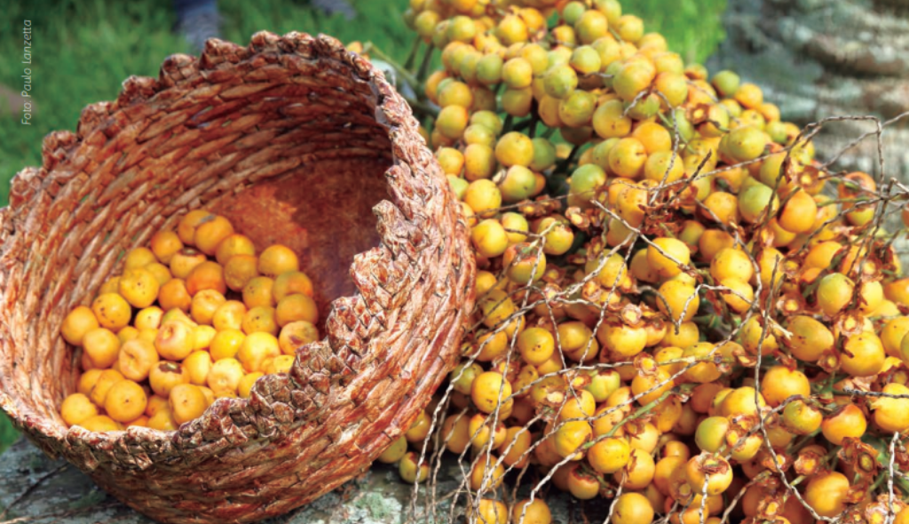 Cacho de butiá e frutos contidos em cesta trançada. Os frutos apresentam cor amarelada.