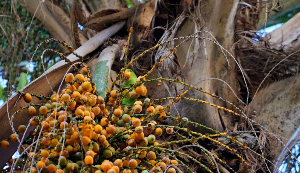 Butiazeiro com cacho de frutos alaranjados e ave sobre ele.