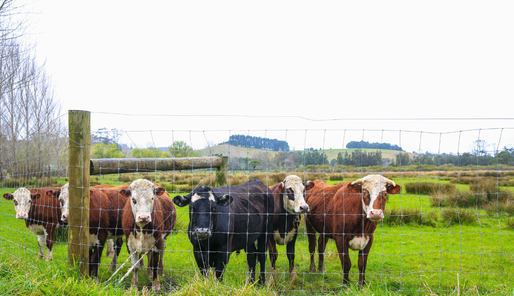 Bovinos localizados ao lado de dentro de propriedade, protegidos por cerca de arame.