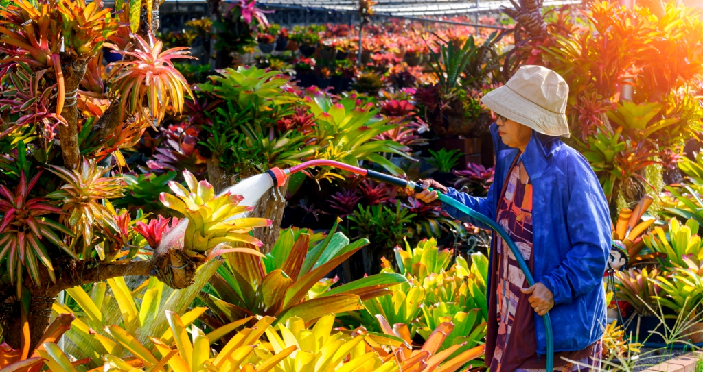 Mulher regando um jardim repleto de bromélias com mangueira. As plantas apresentam tons de amarelo, verde e vermelho.