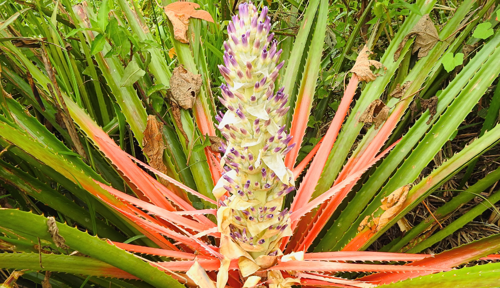 Bromélia Gravatá vista de perto, com flores cor-de-rosa e margens esbranquiçadas e espinhos em suas extremidades.