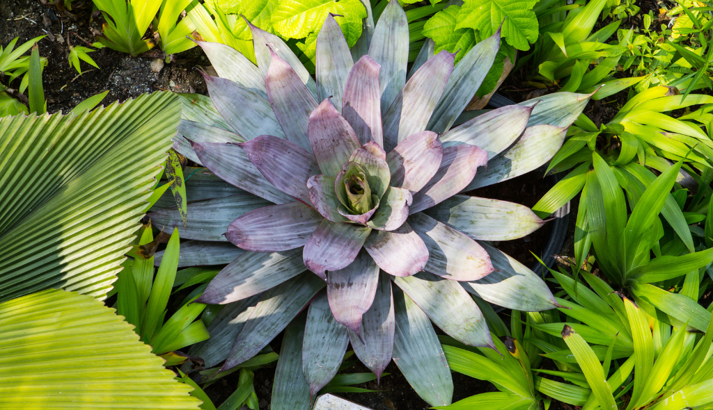 Bromélia imperial vista de cima, com folhas verde-arroxeadas devido a exposição solar