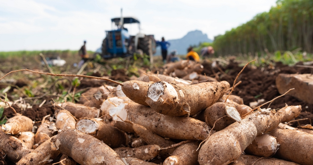 Mandioca: como plantar e principais cuidados no cultivo