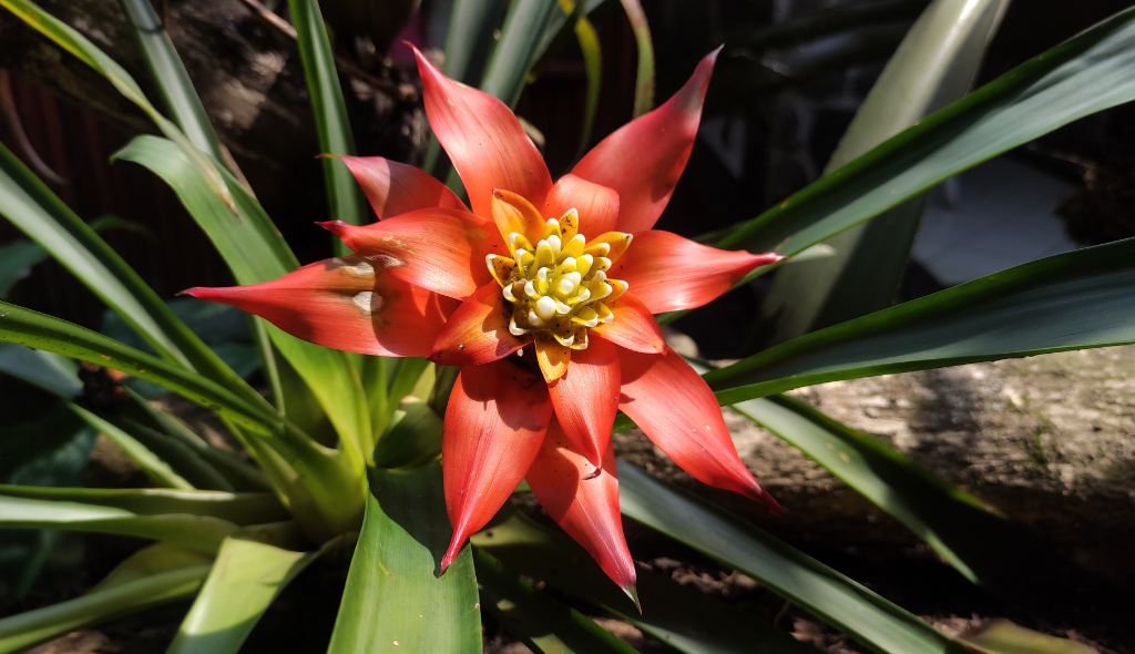 Estrela-escarlate, espécie de bromélia, com pétalas vermelhas e bastante chamativas e folhas verdes.