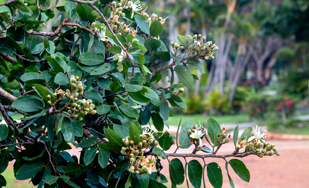 Ramificações de jatobá com flores brancas e folhas verdes abundantes.