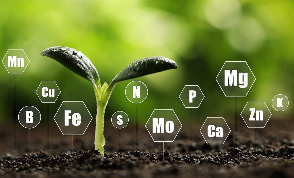 Micronutrientes: funções e importância para o desenvolvimento das plantas