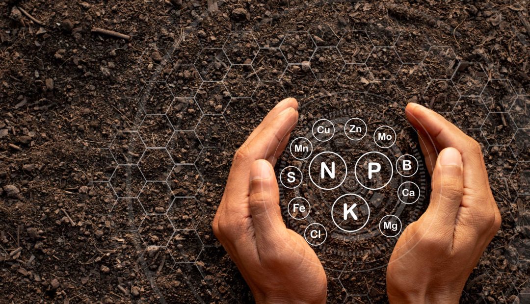 Biofertilizantes: conceitos, funções e benefícios na agricultura