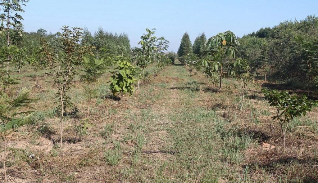 Experimento de restauração de reserva legal com plantio de mudas