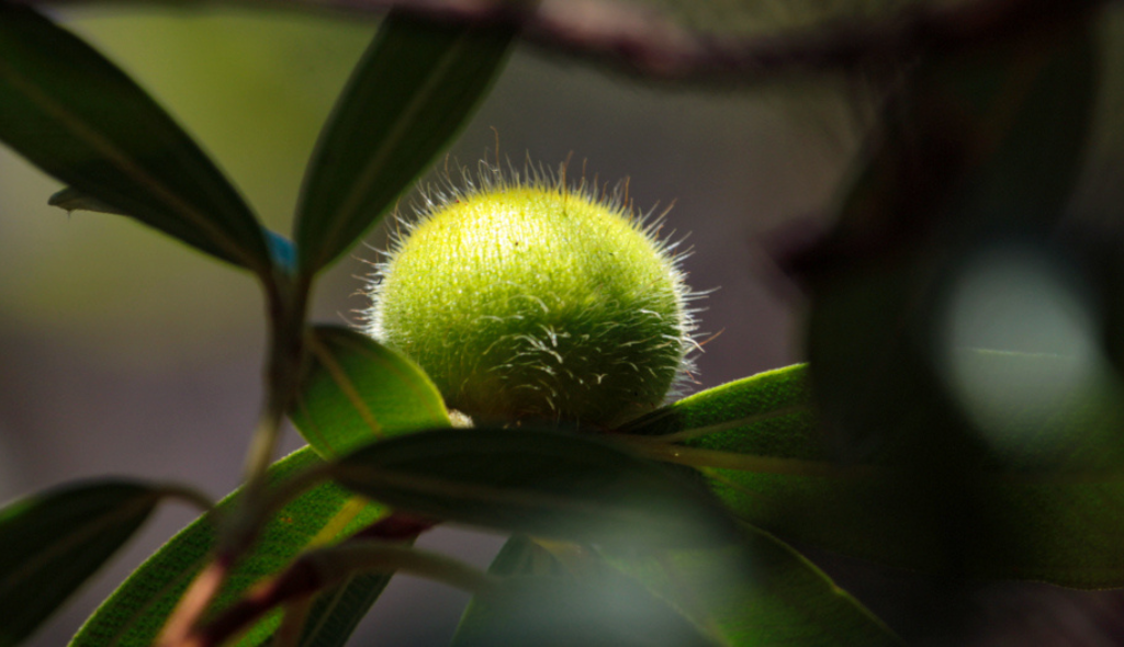 Fruto de cabeludinha ainda verde em galho