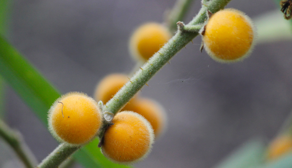 Cabeludinha: conheça essa fruta, seus benefícios e como plantá-la