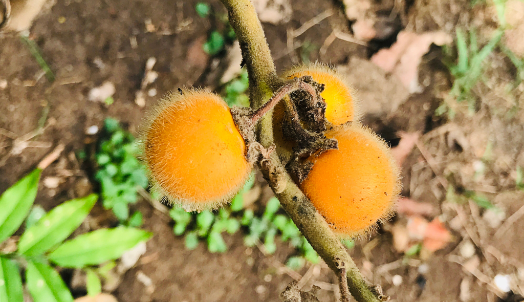 Frutos de cabeludinha em galho, com destaque para os pelos na sua superfície