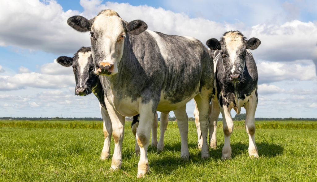 Animais jovens da raça Belgian Blue com colorações branca e levemente azulada