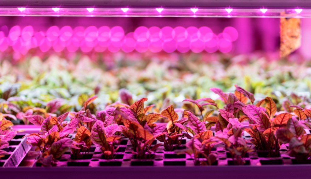 Mudas de acelga quase prontas para transplantio em local fechado com iluminação na cor rosa