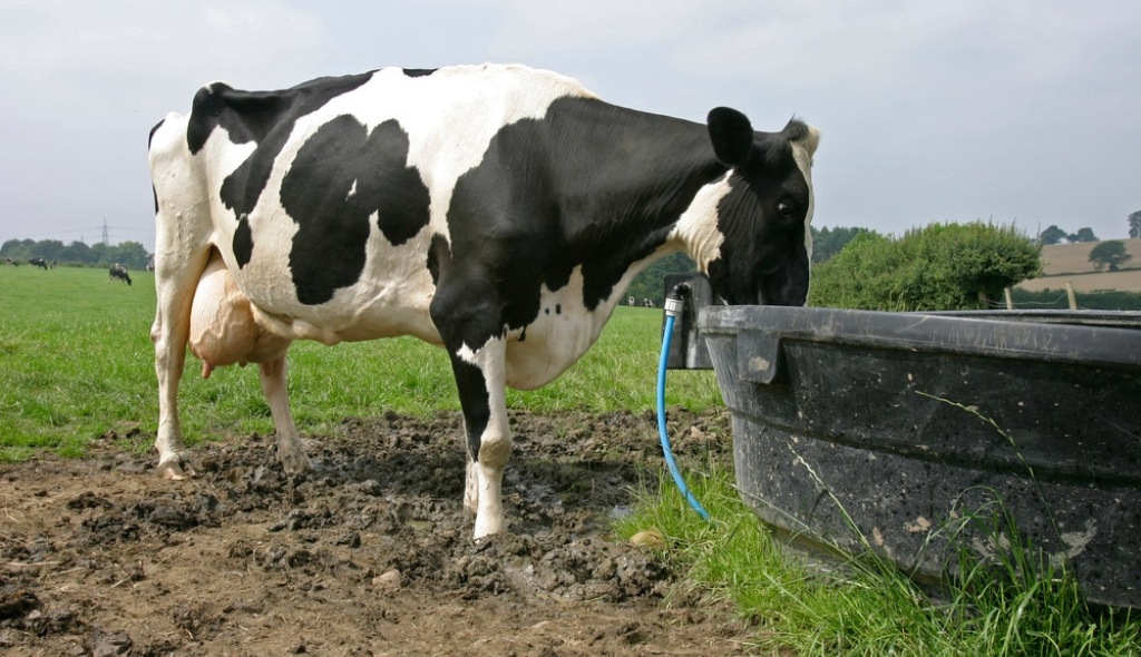 Vaca bebendo água em possível fonte de contaminação de leptospirose