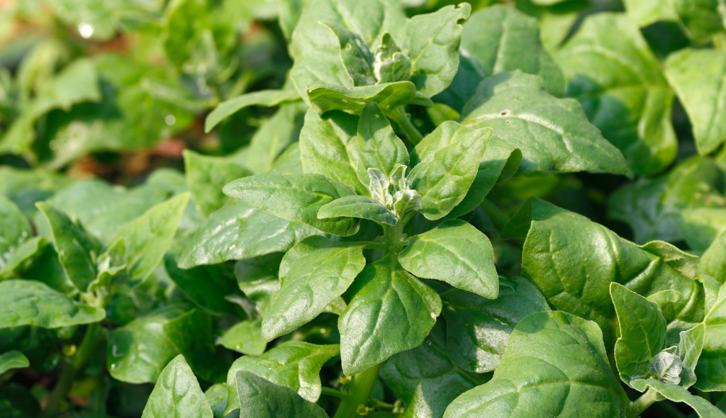 Espinafre da Nova Zelândia com folhas dispostas em rosetas e de coloração verde-escura