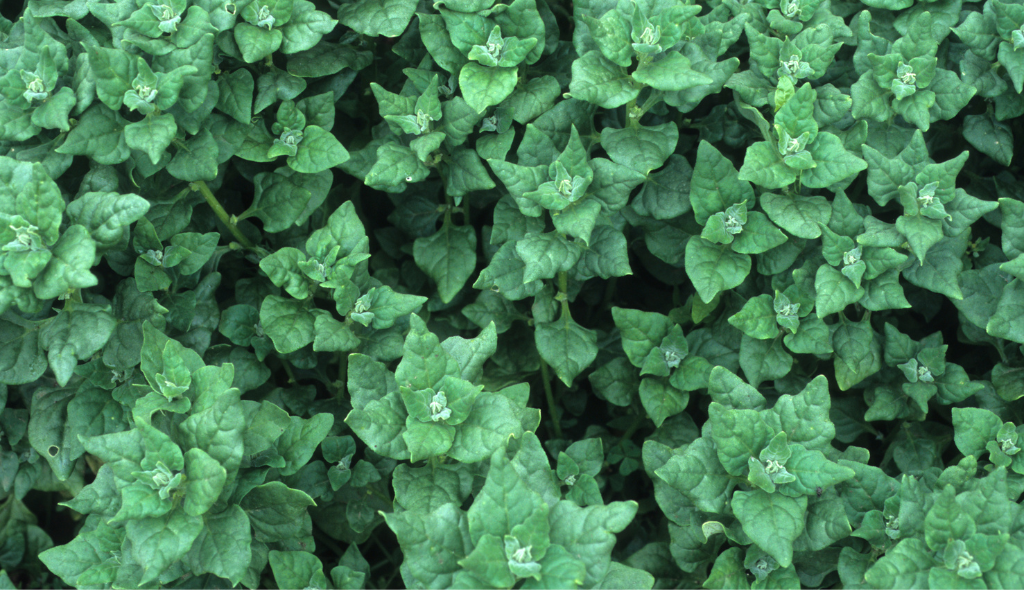 Plantação de espinafre da Nova Zelândia com estrutura em formato de roseta e coloração verde