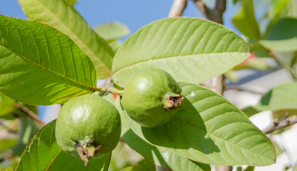Araçá da espécie Psidium guineense, com destaque para os frutos verdes entre folhas
