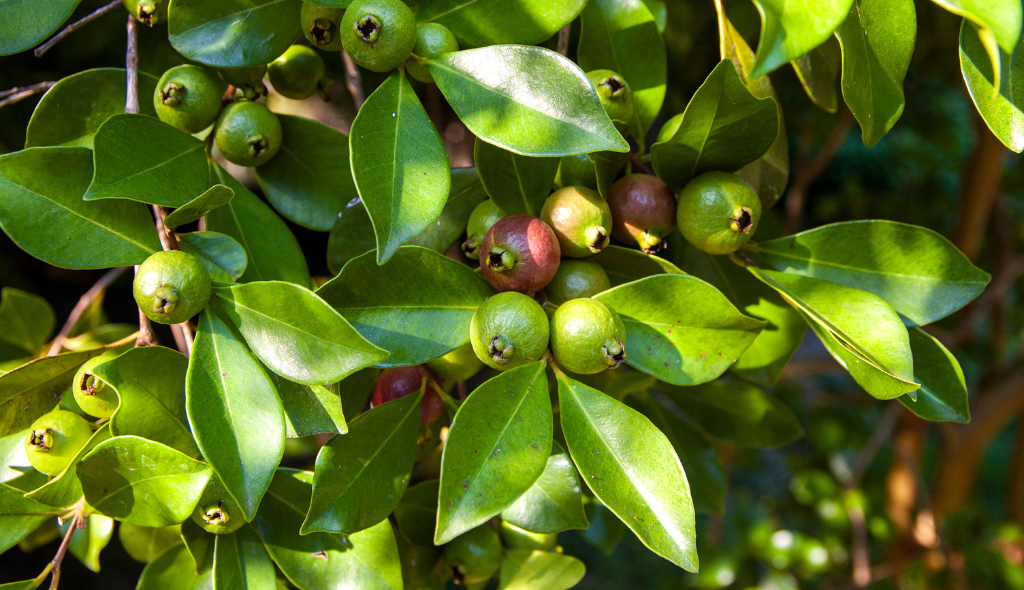 Araçazeiro com frutos em maturação e folhas verdes