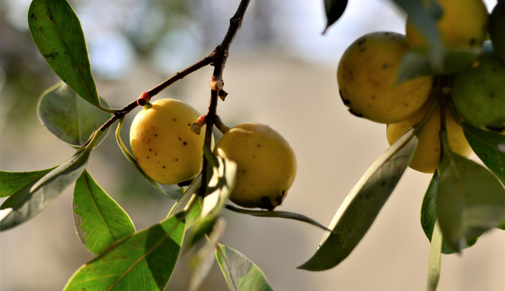 Araçás de cor amarela, vistos de maneira aproximada, entre folhas verdes