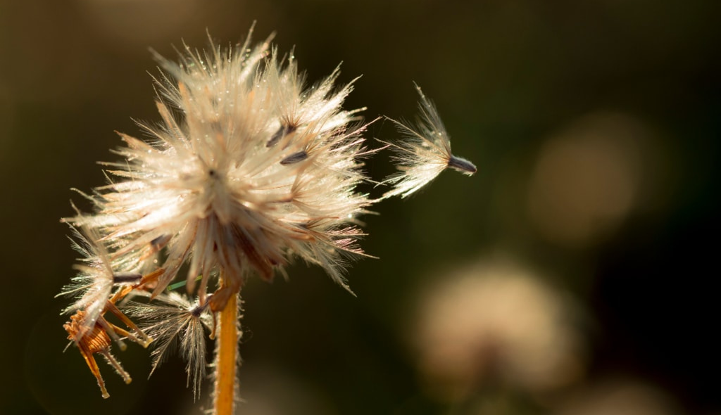 Sementes da Bidens pilosa se desprendendo da planta