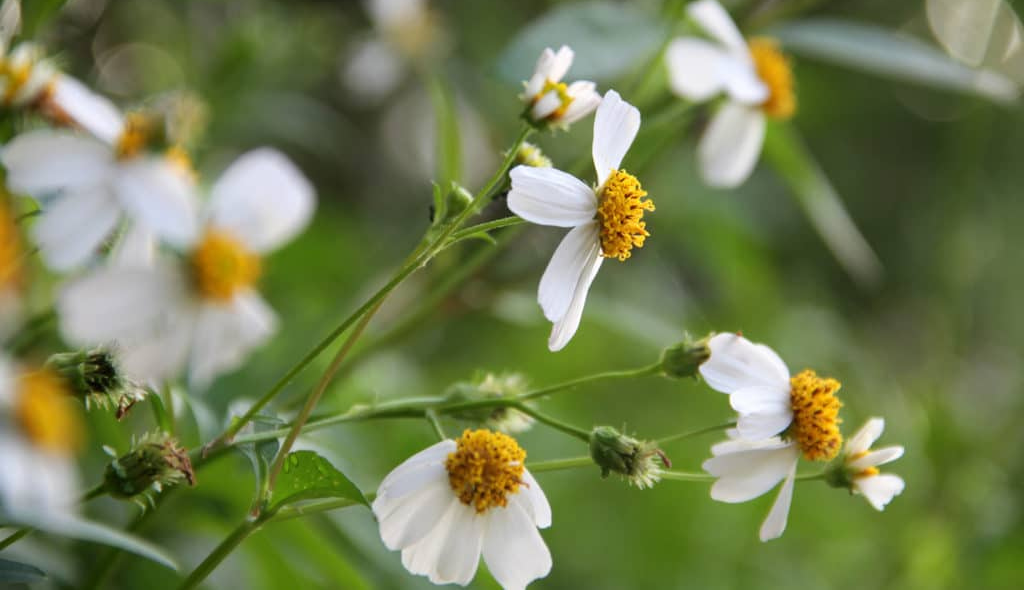 Flores de Bidens pilosa (picão-preto)