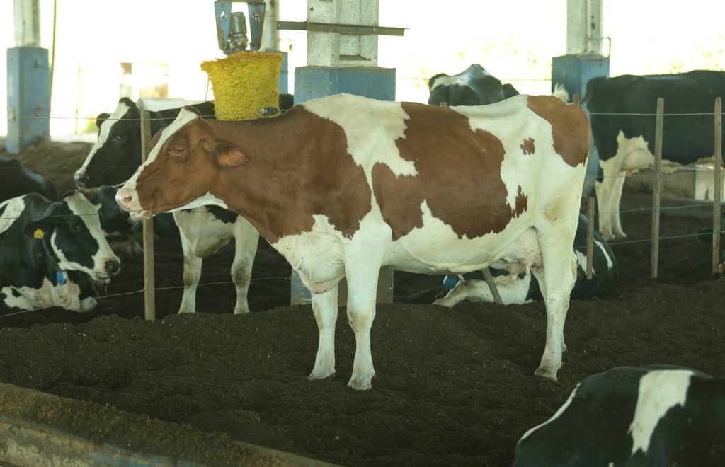 Vacas leiteiras da raça Holandesa em curral. Em destaque, vaca de coloração branca e vermelha, e ao fundo, vacas de coloração branca e preta