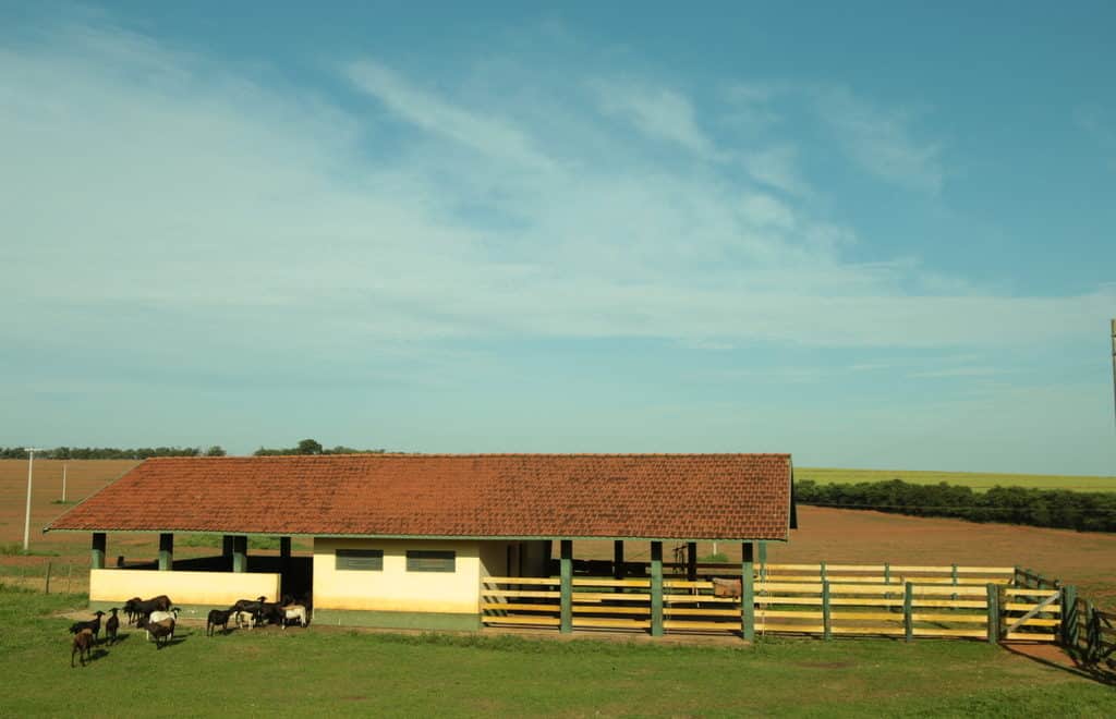 Curral na fazenda pintado de branco e verde, com ovinos adentrando ao espaço