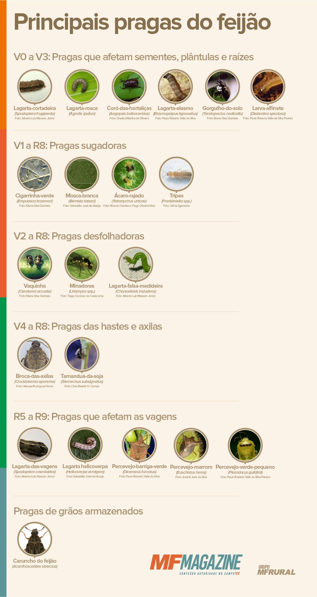 Infográfico elencando as principais pragas que atacam a cultura do feijão em função do estádio de desenvolvimento das plantas