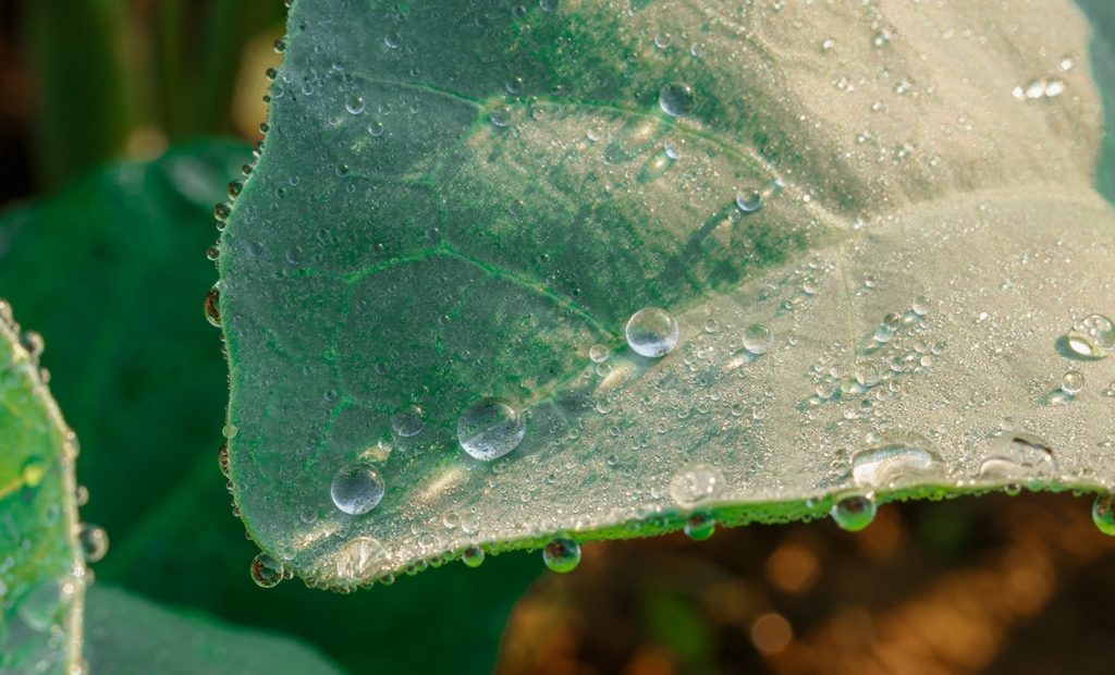 Adubação foliar: o que é, quando e como realizar, vantagens e desvantagens