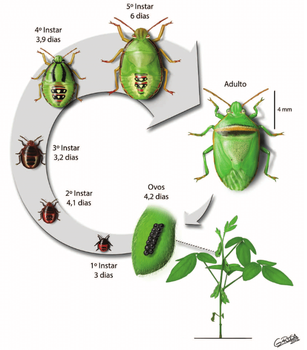 Infográfico mostrando o ciclo de vida do percevejo verde pequeno da soja