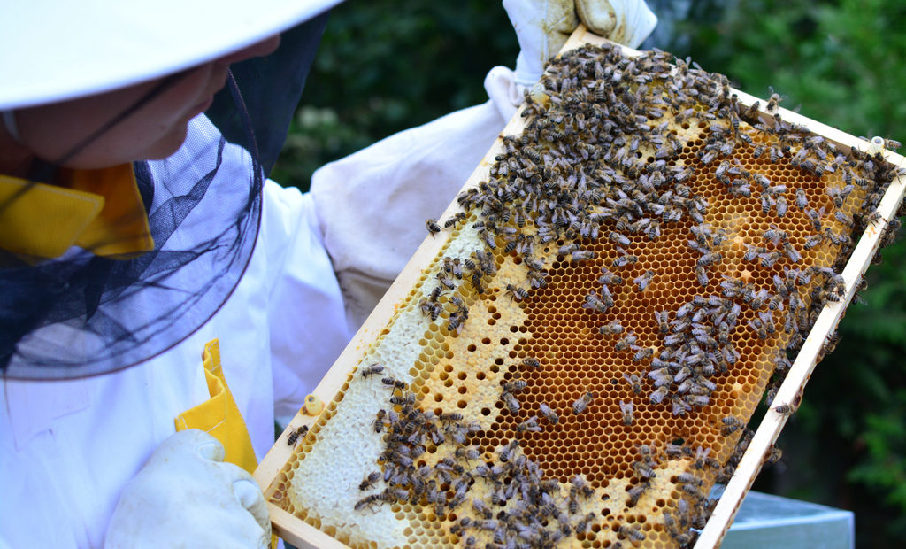 O que é preciso para criar abelhas (Apis mellifera)?