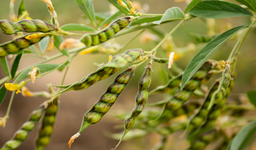 Feijão guandu: usos agropecuários e como cultivá-lo