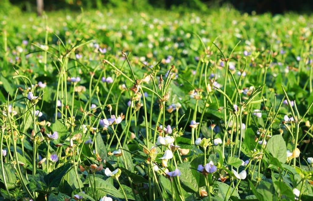 Lavoura de feijão em estágio de floração