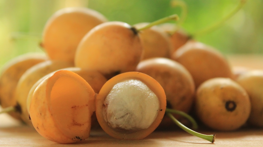 Bacupari: conheça a fruta, seus benefícios e como plantá-la
