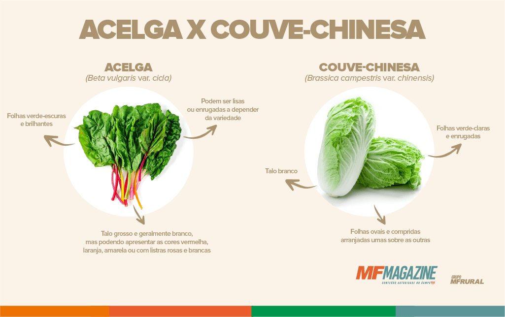Infográfico contendo as diferenças entre acelga e couve-chinesa, com fotos de ambas