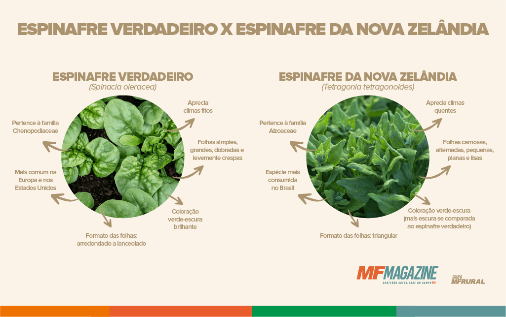 Infográfico contendo as principais diferenças entre espinafre verdadeiro e da Nova Zelândia, como fotos de ambos e flechas apontando para as suas características