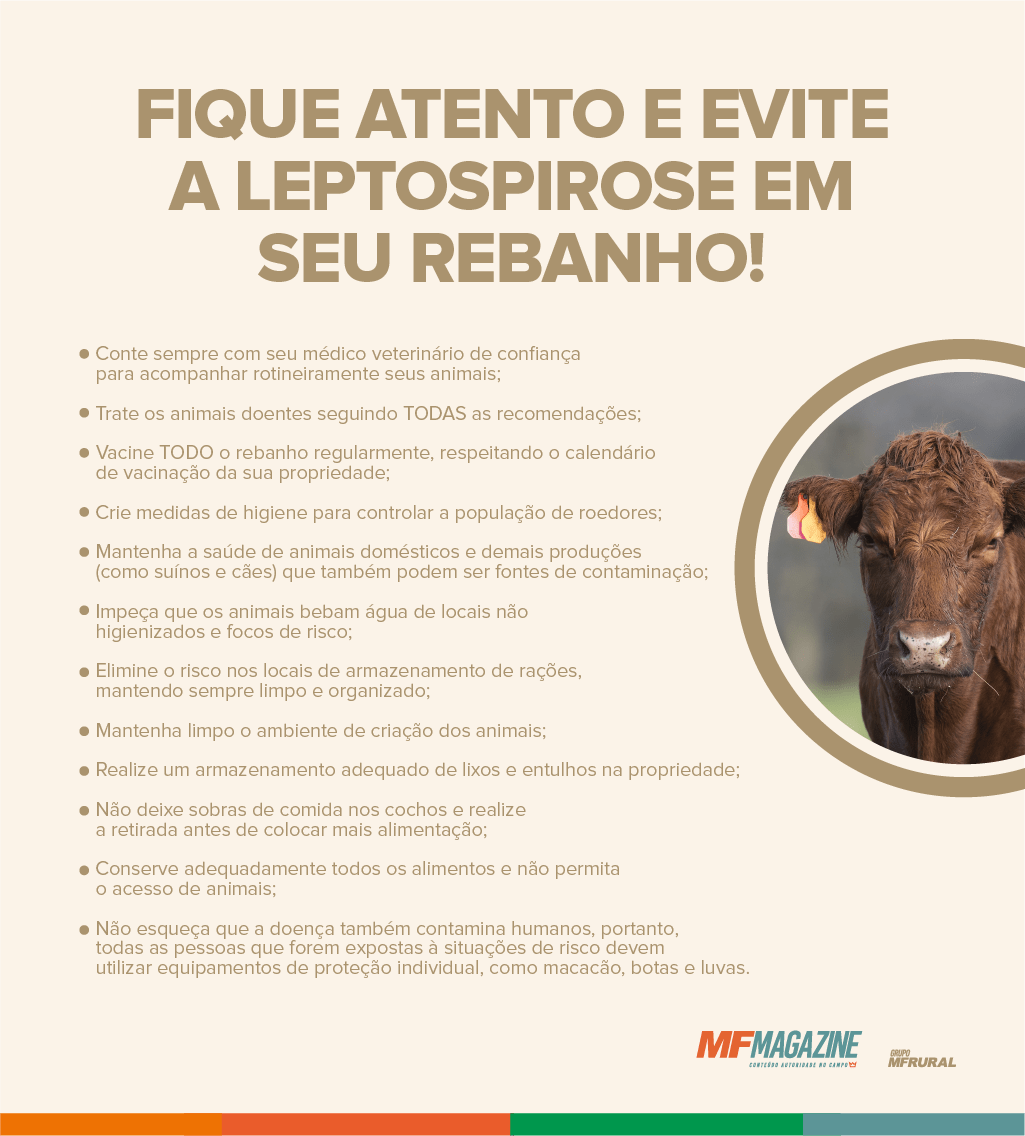 Infográfico contendo dicas para prevenção da leptospirose em bovinos