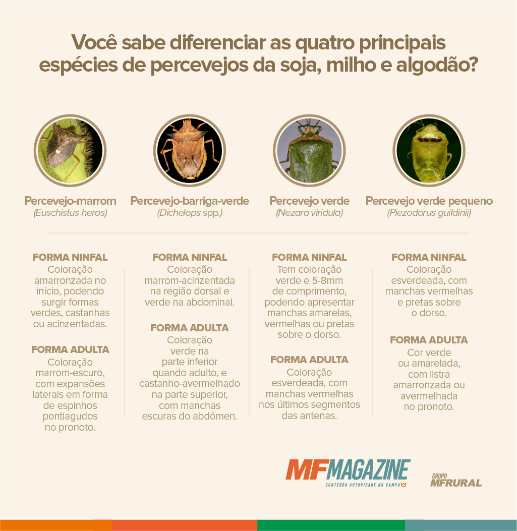 Infográfico com as principais características de quatro tipos de percevejos que atacam as culturas da soja, milho e algodão