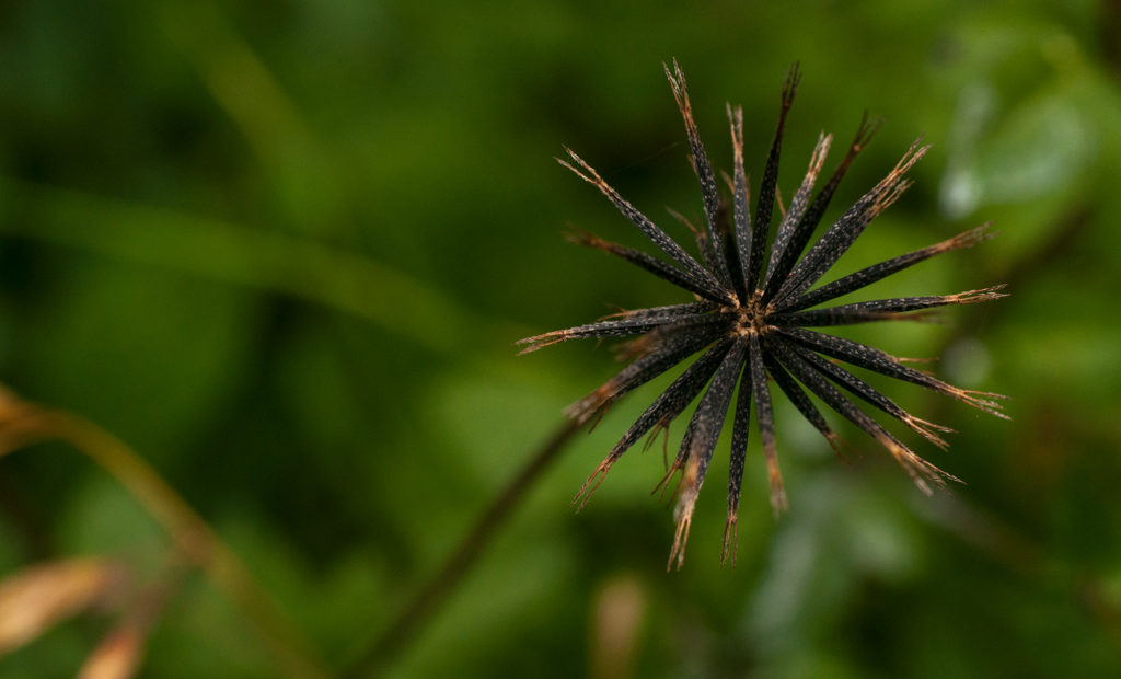 Picão-preto: prejuízos e como eliminar essa planta daninha da lavoura