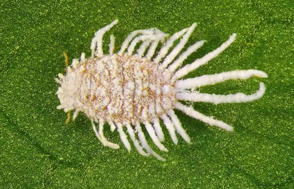 Espécie de cochonilha-da-raiz denominada Pseudococcus cryptus